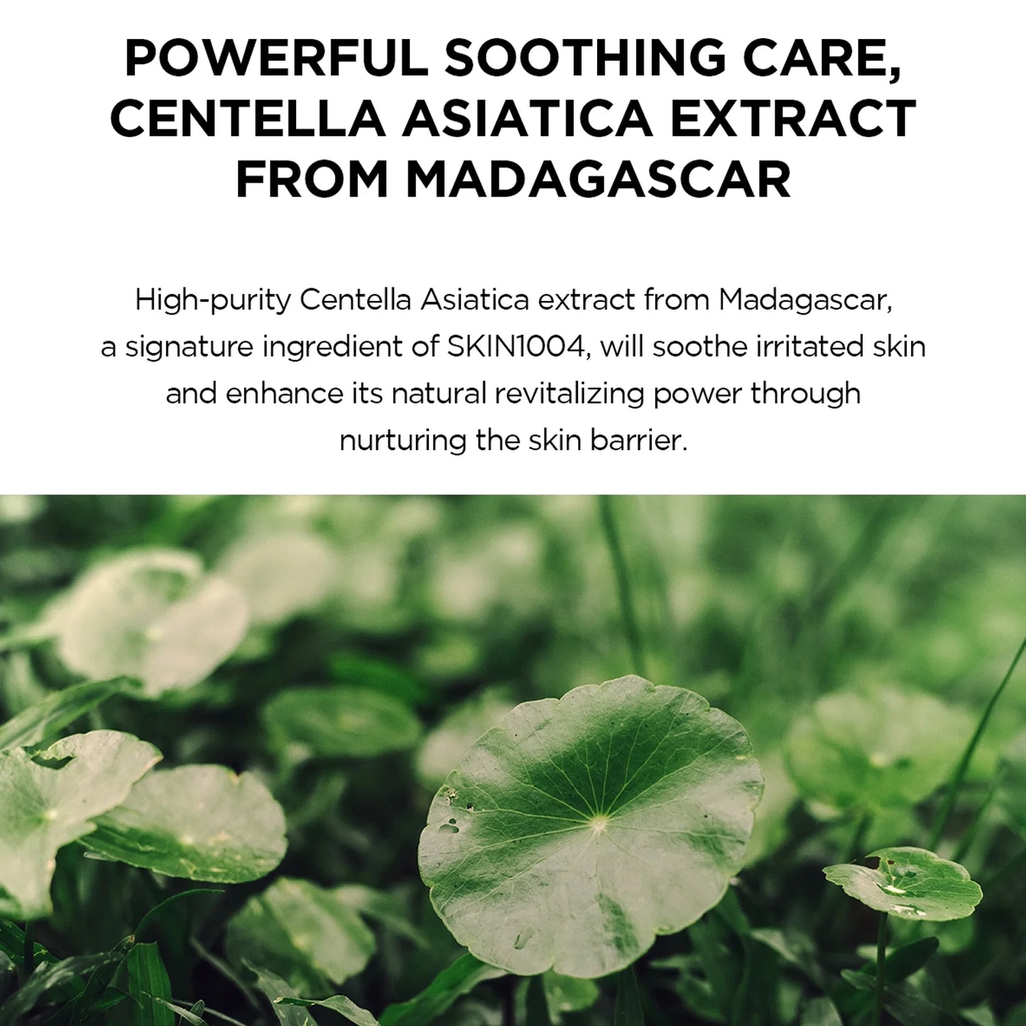 Skin1004 Madagascar Centella Hyalu-Cica Water-Fit Sun Serum 50 ml SPF50+ PA++++ – Korean sunscreen serum with centella and hyaluron